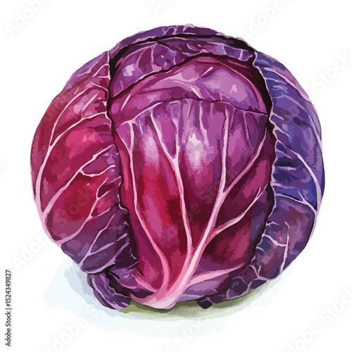 Watercolor Illustration of a Vibrant Purple Cabbage with Detailed Leaf Veins