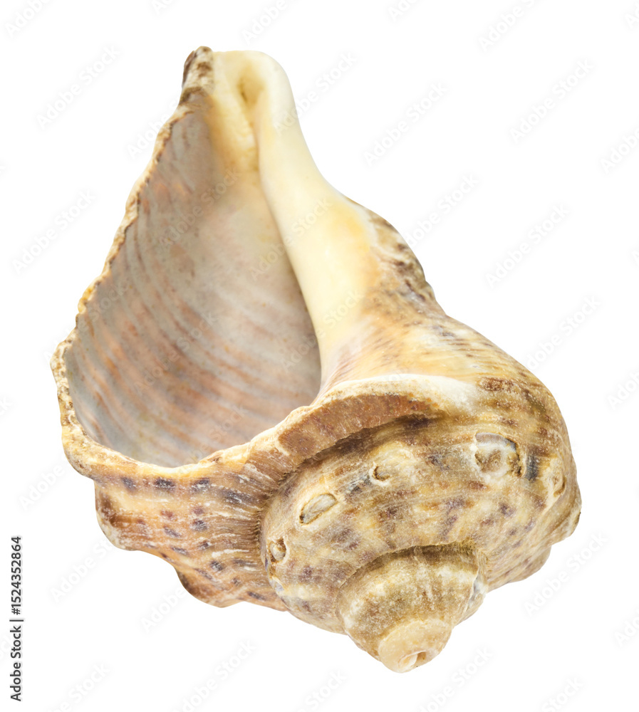 Colorful Seashells falling in the air isolated on white background. Summer time concept. Colorful Seashells falling in the air isolated on white background. Summer time concept.