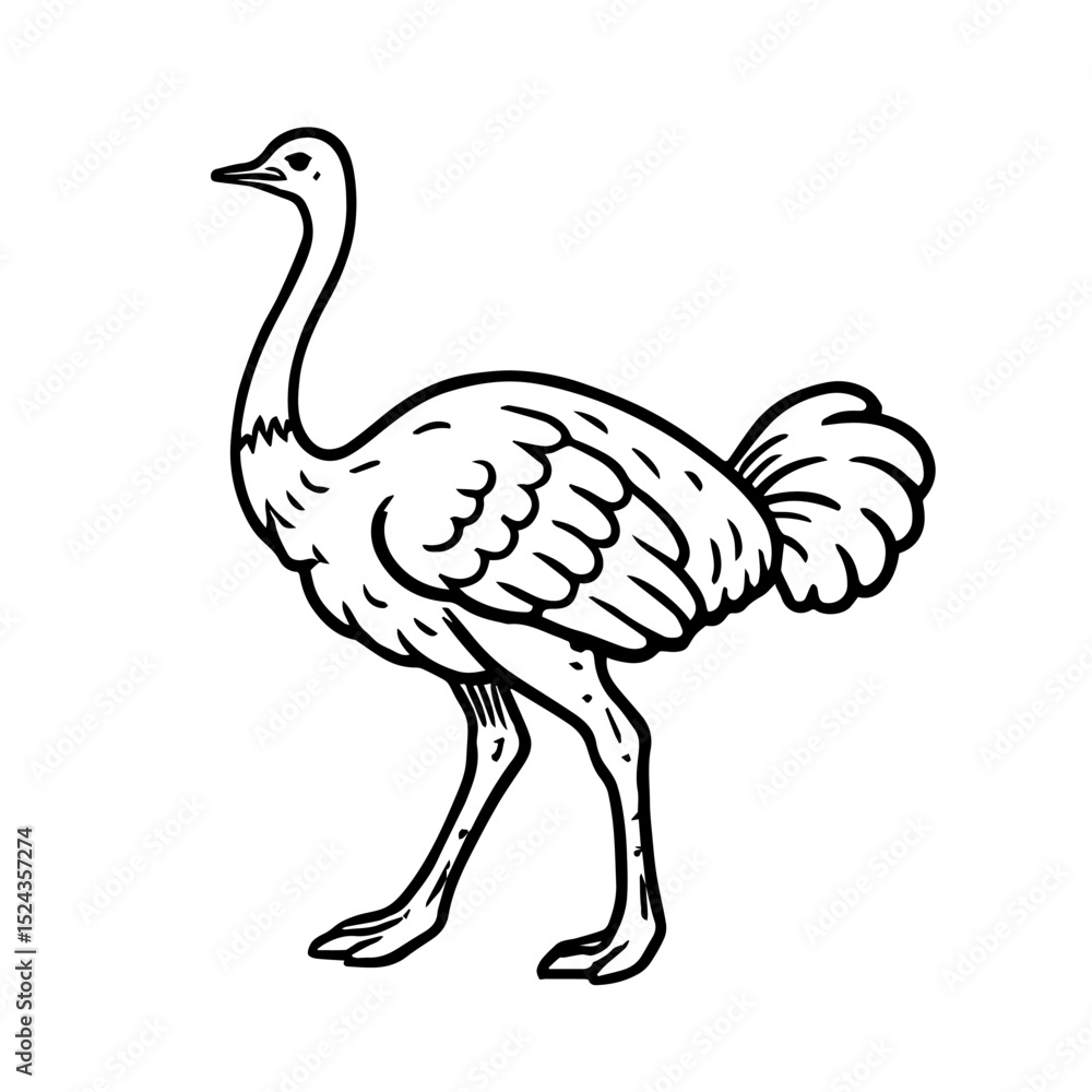 Fototapeta premium ostrich vector realistic line icon on white background Vector line icon animal, wildlife