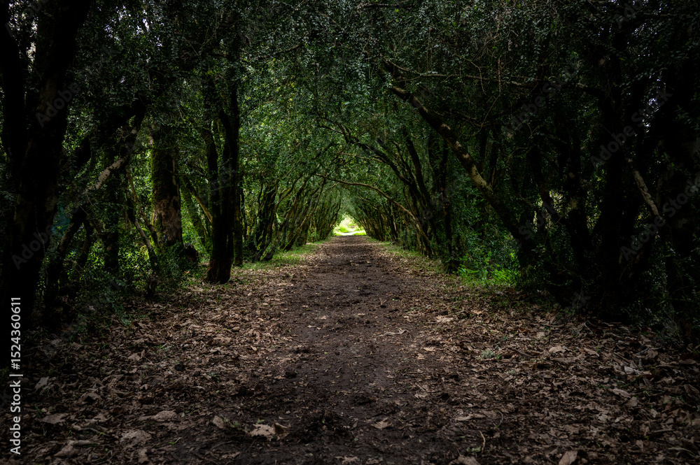 Fototapeta premium road in the forest