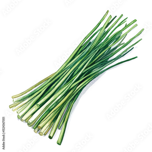 Watercolor Illustration of Fresh Green Chives (1)