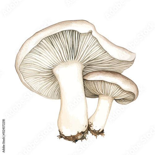 Watercolor Illustration of Two Pale Mushrooms