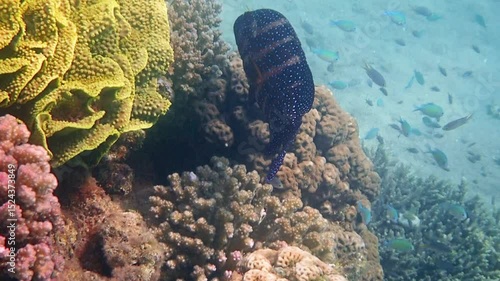Red coral grouper or sea bass, scientific name is Cephalopholis miniata, it is beautiful marine fish predator, inhabits coral reefs of the Red Sea and Aqaba gulf, Sinai, Middle East