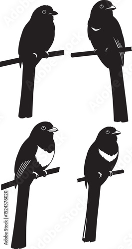 Trogon Bird icon vector illustration