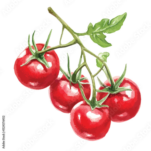 Watercolor Painting of a Vine of Four Ripe Red Cherry Tomatoes