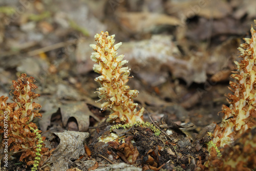Cream-colored spike of flowers of an American Cancer Root (Conopholis americana) growing out of the forest floor. This parasitic plant lacks chorlophyll and cannot photosynthesize. 
