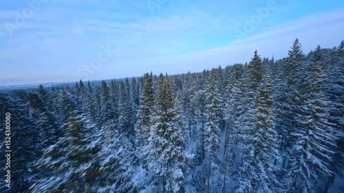 Aerial View of Vast Evergreen Forest Covered in Pristine White Snow Under a Clear Blue Sky. Winter Landscape.