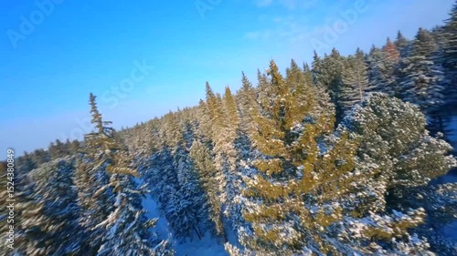 Aerial view of a Vast Evergreen Forest Covered in Snow Creating a Calming Winter Landscape. Natural Beauty Concept Footage.