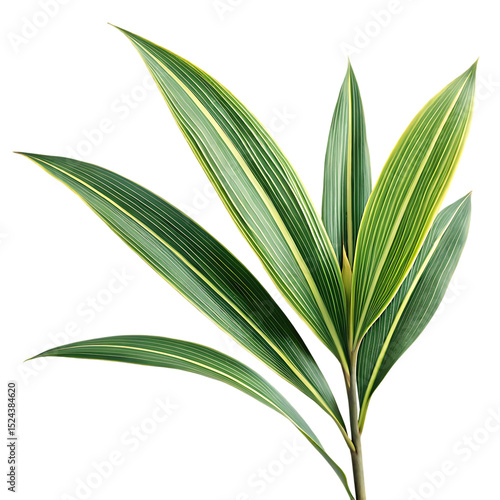 new-zealand-flax-leave-isolated