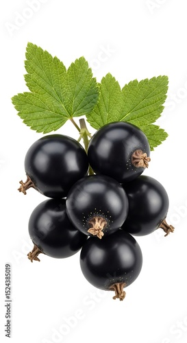 Freshly harvested blackcurrants with green leaves on a clean white background