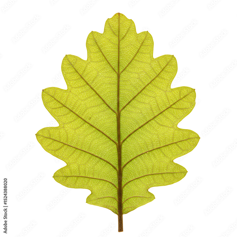 Fototapeta premium Oak Leaf Detail: Vibrant green oak leaf with intricate texture
