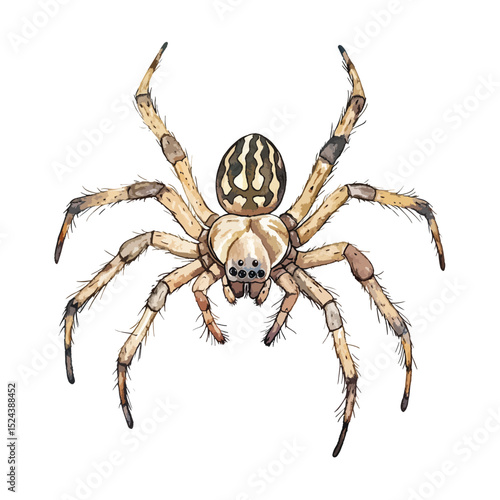 Watercolor Orb Weaver Spider with Striped Abdomen and Hairy Legs