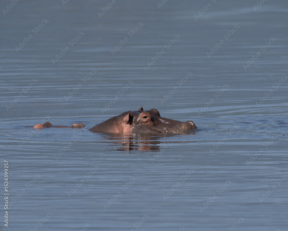 Fototapeta premium Hippos poking their heads up
