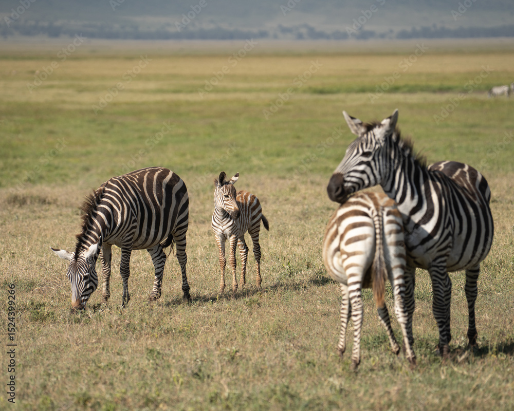Naklejka premium A very young zebra staying close to it's mom