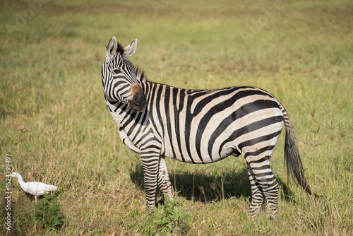 Male zebra looking back towards females