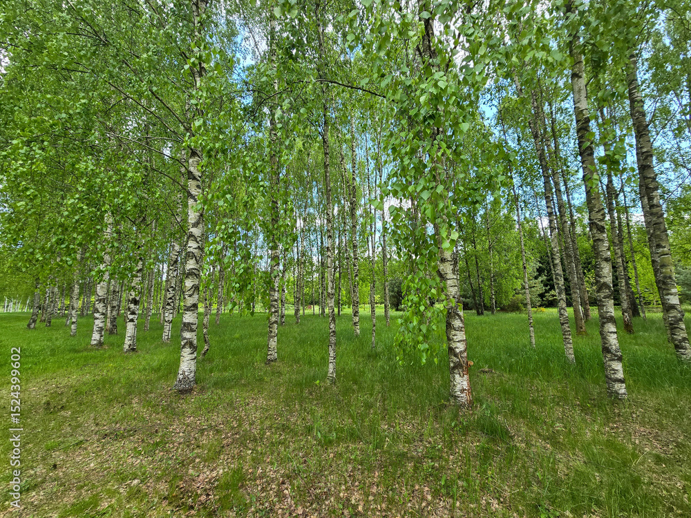 Obraz premium Sunlit Birches of Botanical Garden Where Nature Meets Science