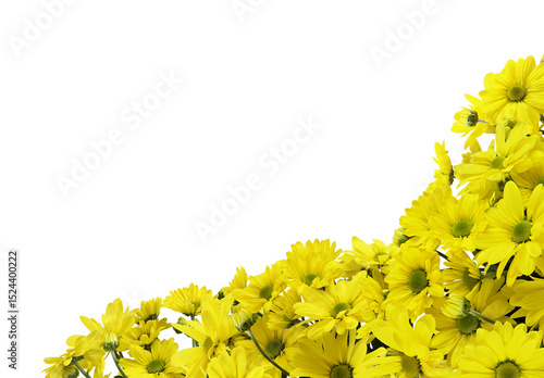 Yellow chrysanthemum flower...