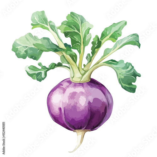 Watercolor Purple Kohlrabi with Green Leaves and Root Sprout Detail