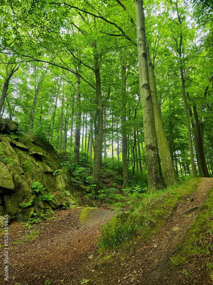 Fototapeta premium Forest Gaze forest landscape nature