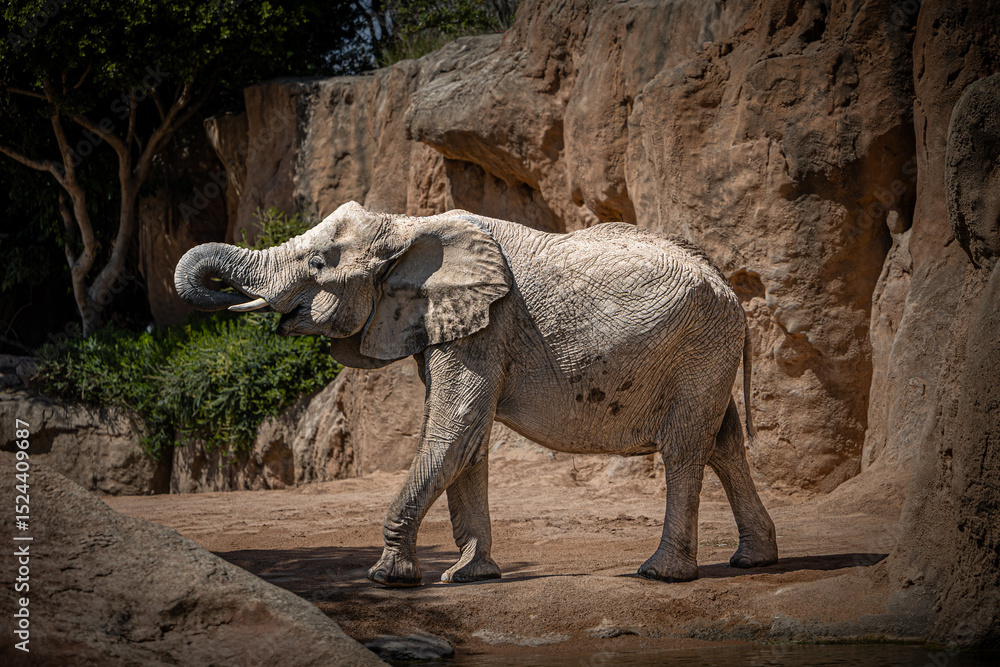 Fototapeta premium elephant on the rock