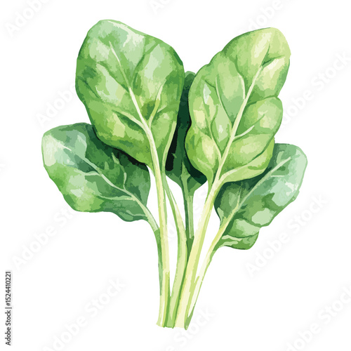 Watercolor spinach bunch with vibrant green leaves and textured stems