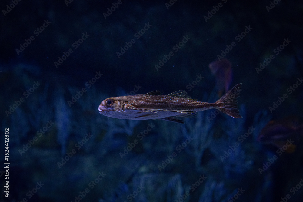 Fototapeta premium Flying fish in the water