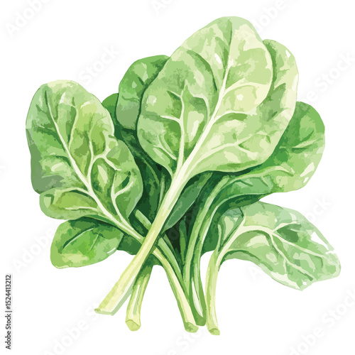 Watercolor Style Bunch of Fresh Green Spinach with Detailed Leaf Veins