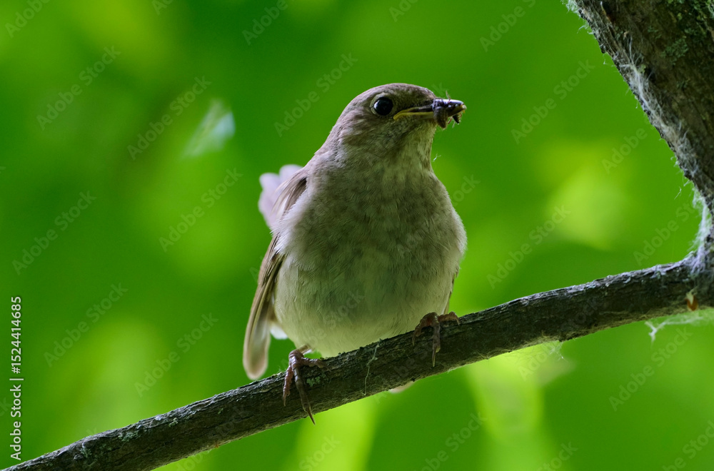 Naklejka premium A female Eastern nightingale with a catch.