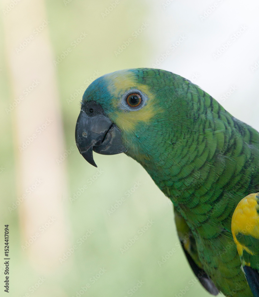 Fototapeta premium Close photo of blue fronted amazon