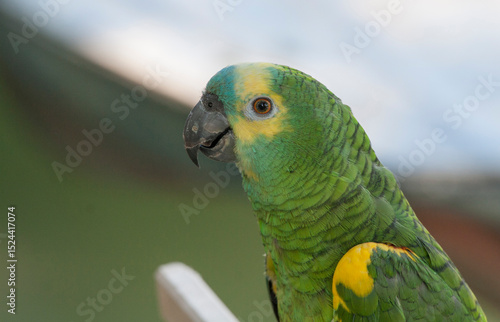 Close photo of blue fronted amazon