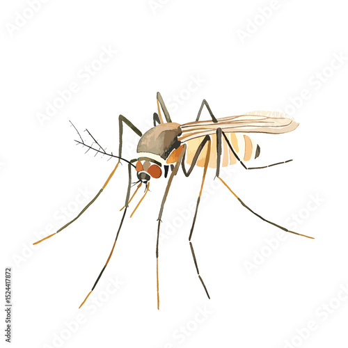 Watercolor Style Mosquito Illustration Detailed Anatomy