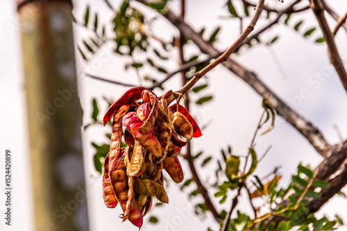 Caesalpinia spinosa pertenece a la familia Fabaceae.	