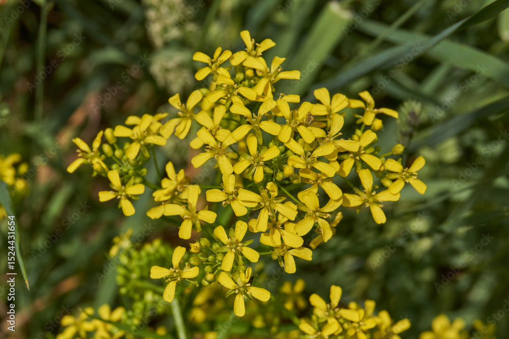 Obraz premium Barbarea vulgaris (lat. Barbarea vulgaris) is blooming in the meadow. Inflorescence Barbarea vulgaris.