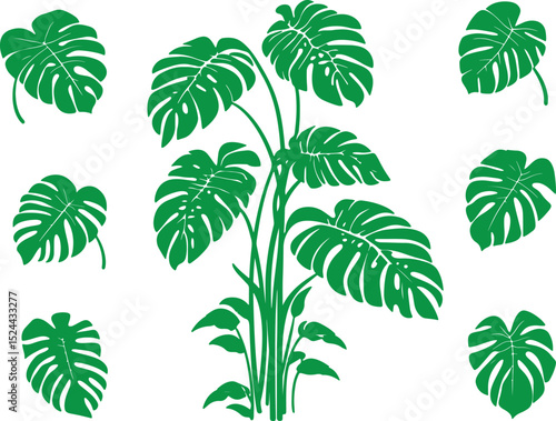 Silhouette of monstera tree