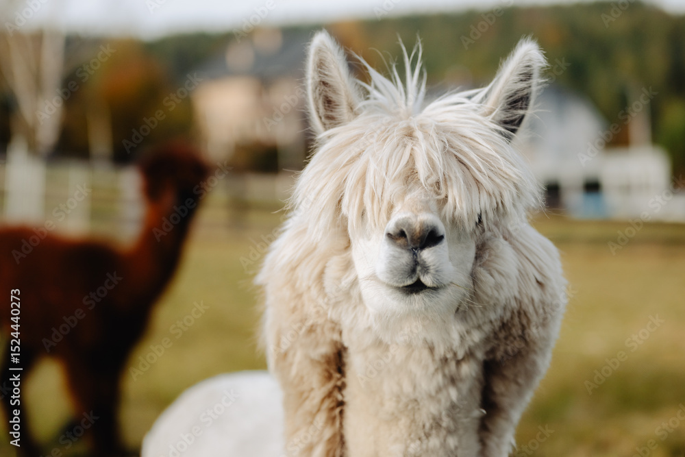 Obraz premium Cute alpaca with fluffy fringe on pasture background. Close-up of a light-colored alpaca with a funny fringe, standing on a blurred pasture with another alpaca in the background. Natural light and sha
