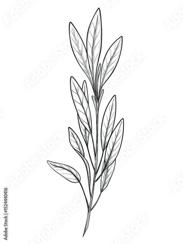 Vector outline drawing of Sage branch with leaves for culinary designs, herbal projects and natural medicine themes. Engraved black illustration of kitchen herb for cooking book or menu design.