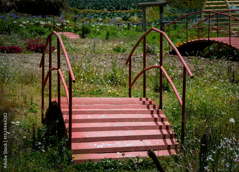 A red human bridge in Sakura Park Atok Benguet, Philippines. A red human bridge in Sakura Park Atok Benguet, Philippines.