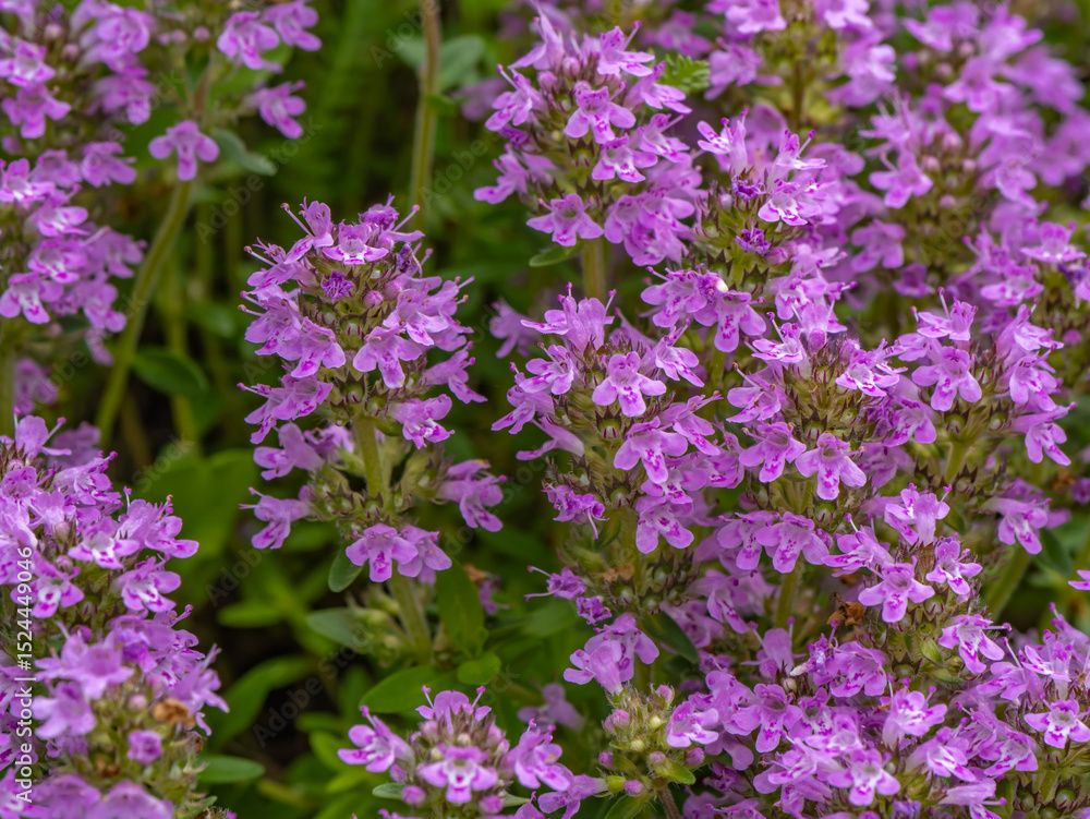 Fototapeta premium Close-up of blooming thyme (Thymus sp.) with vibrant pink flowers, commonly used as a medicinal and culinary herb
