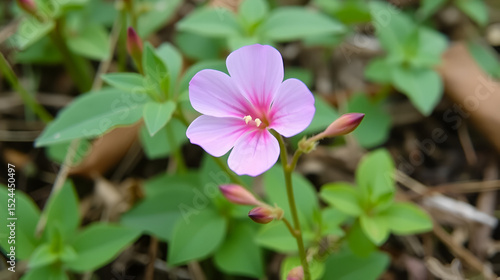 Pink twinflower, Linnaea borealis, wildflowers