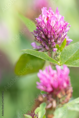 Zwei Blüten des Wiesenklees sind hintereinander angeordnet, wobei die vordere unscharf  und die hintere scharf abgebildet wurde.