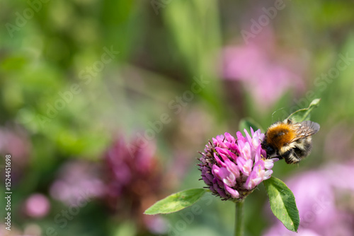 Eine Ackerhummel sitzt auf der Blüte eines Wiesenklees und saugt Nektar.