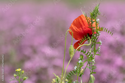 Eine rote Mohnblume stützt sich an die aufragende Acker-Wicke vor unscharfem Hintergrund aus rosa Kuckucks-Lichtnelken.