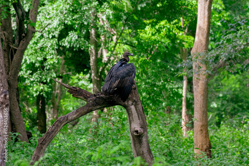 Canvas Print Indain Vulture/ White rumped Vulture perched on a tree bark, Photographed at Nag