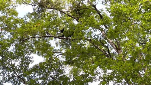 Black Bear Gathers Nuts on Branch of Tree in Great Smoky Mountains National Park