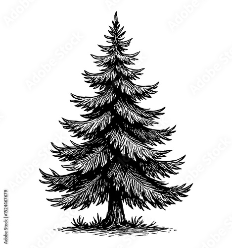 Silhouette of a Pine Tree in a Dark Setting, a Minimalist and Simple Design, Nature Concept