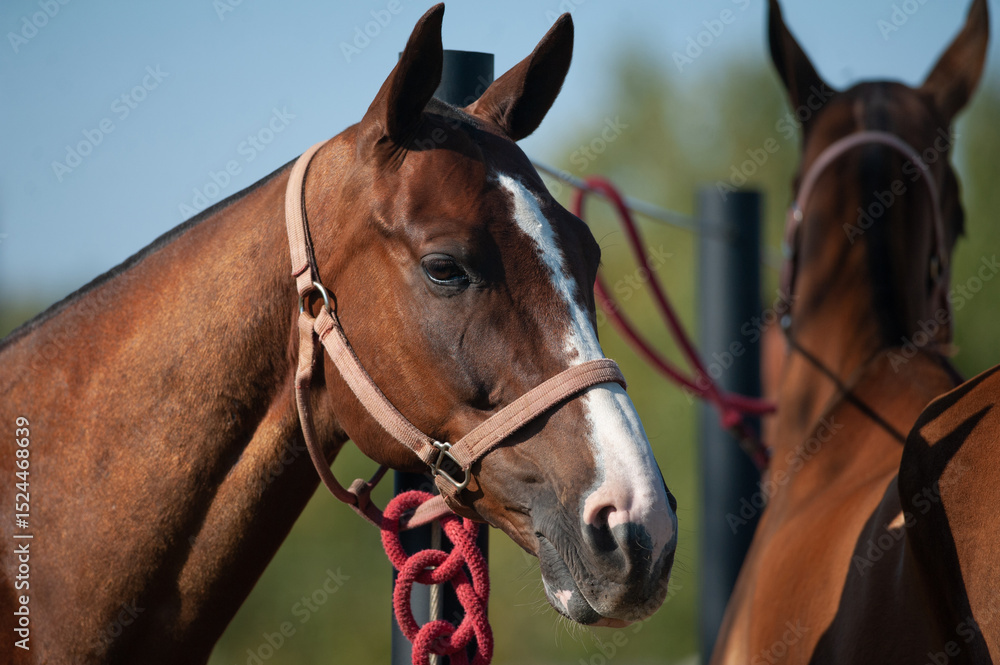 Obraz premium Polo ponies before the game
