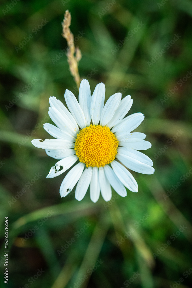Obraz premium white daisy flower