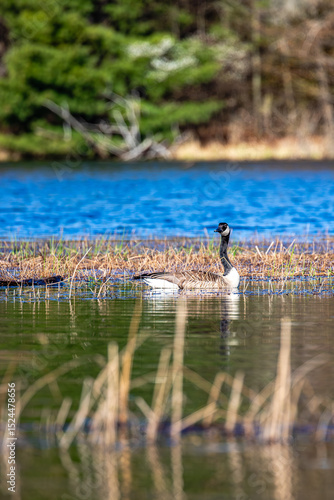 Canada goose (Branta canadensis) swimming in lake Nikomos in May