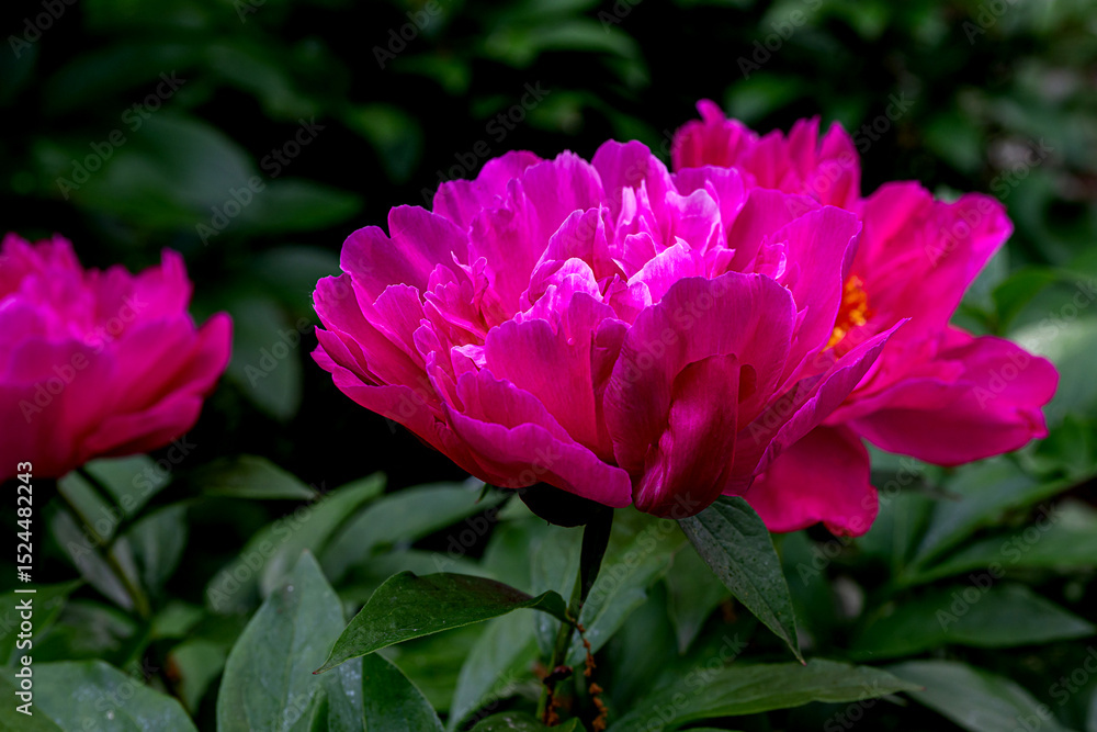 Fototapeta premium Closeup of beautiful hot pink Chinese Peony flower 