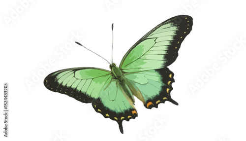 Green butterfly isolated on transparent background 
